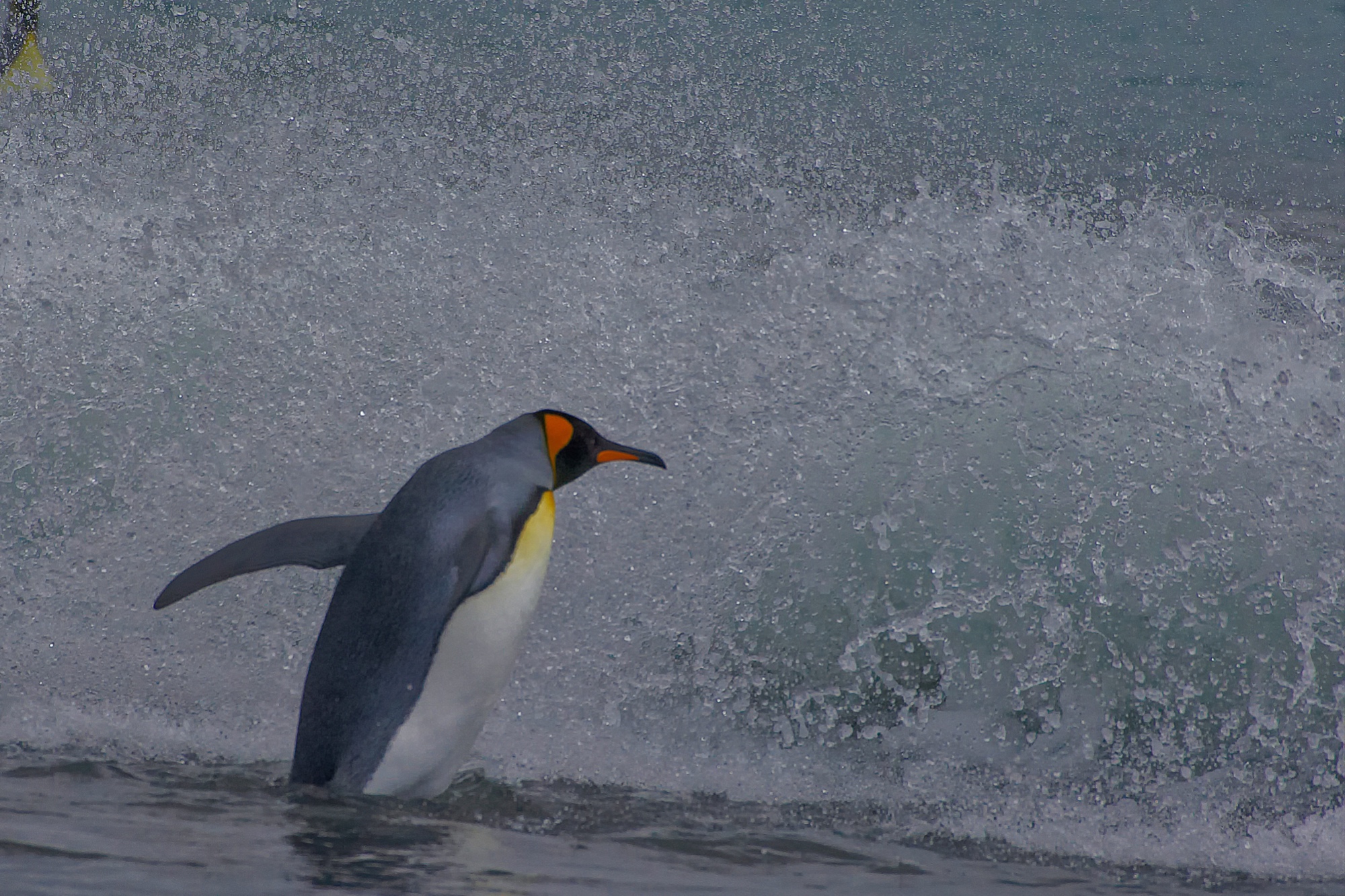 Königspinguin